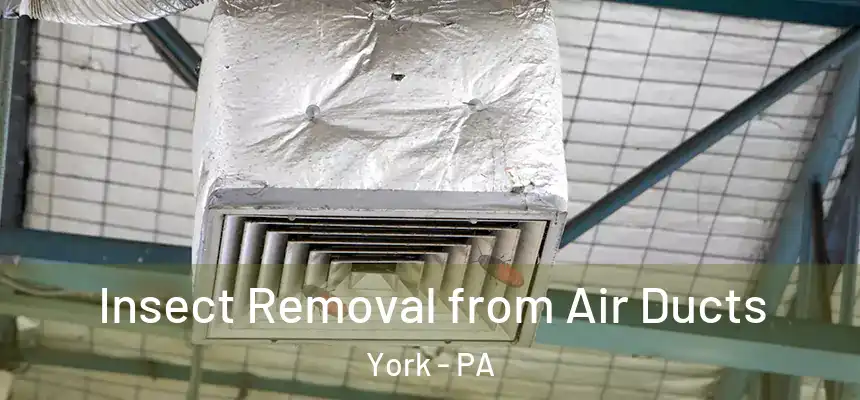 Insect Removal from Air Ducts York - PA